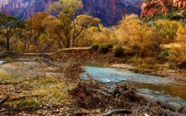 Virgin River Zion N.P.