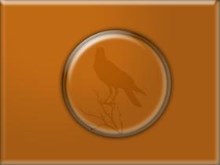 Golden Crow