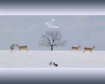 White Xmas 2