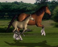 Horse Run