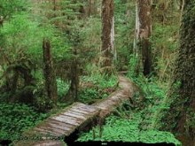 Enchanted Forest - Deeper Into The Woods