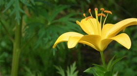 yellow
