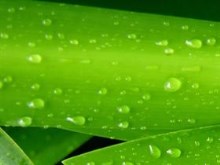 green zoom
