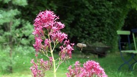 Buzz...Buzz...