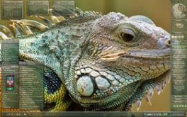 I Guana Go Home
