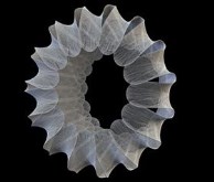 Coral Cog Fractal