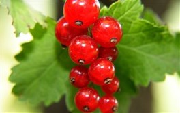 Currant