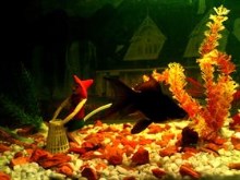 Aquarium ReDecorated