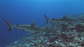 Grey_Reef_Sharks