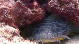 Striped Fish on Seabed