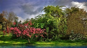 Flowering_Spring_Time