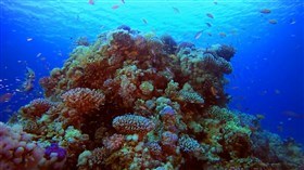 Reef_Home_Base