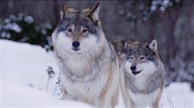 Wolfs_On_The_Hunt