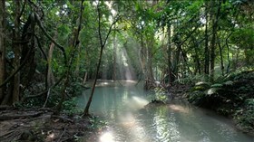 Serene_Jungle_River
