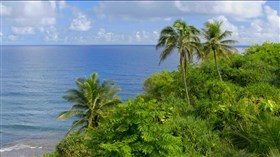 Hawaii_Palm_Ocean_