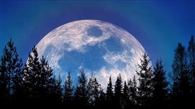 Forest FullMoon Rising