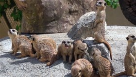 Cute_Meerkats