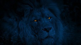 Blue Night Jungle King