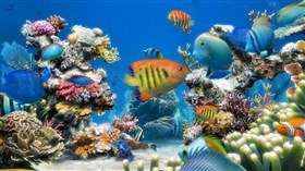 Sim Aquarium 2