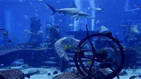 Shark Tank III