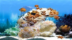 4K White Coral