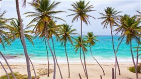Palm Tree Beach
