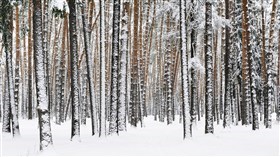 Russian Winter