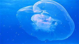 Jellyfish