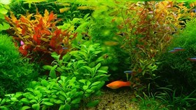 Aquarium 6