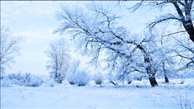 Winter Scape Snowfall