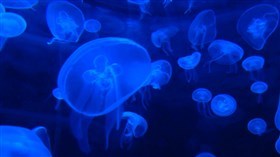 Jellyfish