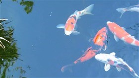 Koi Pond