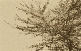 Branching Out