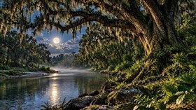4K River Trees