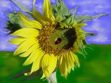 Ladybug, Ladybug!