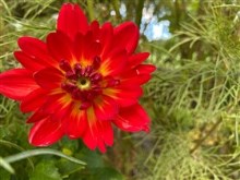 Flowers in Michigan