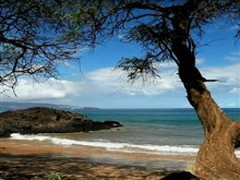 crocodile rock beach