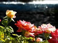 roses