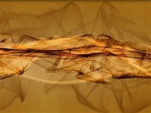 the brown lace
