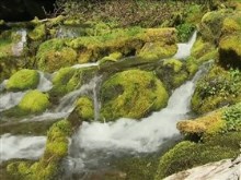 natural moss river
