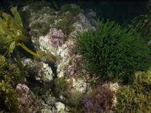 underwater coral weeds