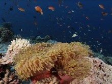 beauties of the deep