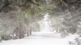 Windy Winterforest