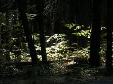 RRNatlForest.bmp