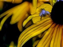 Blue fly Daisy