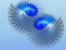 Twin Zygotes