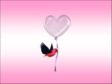 Love Bird